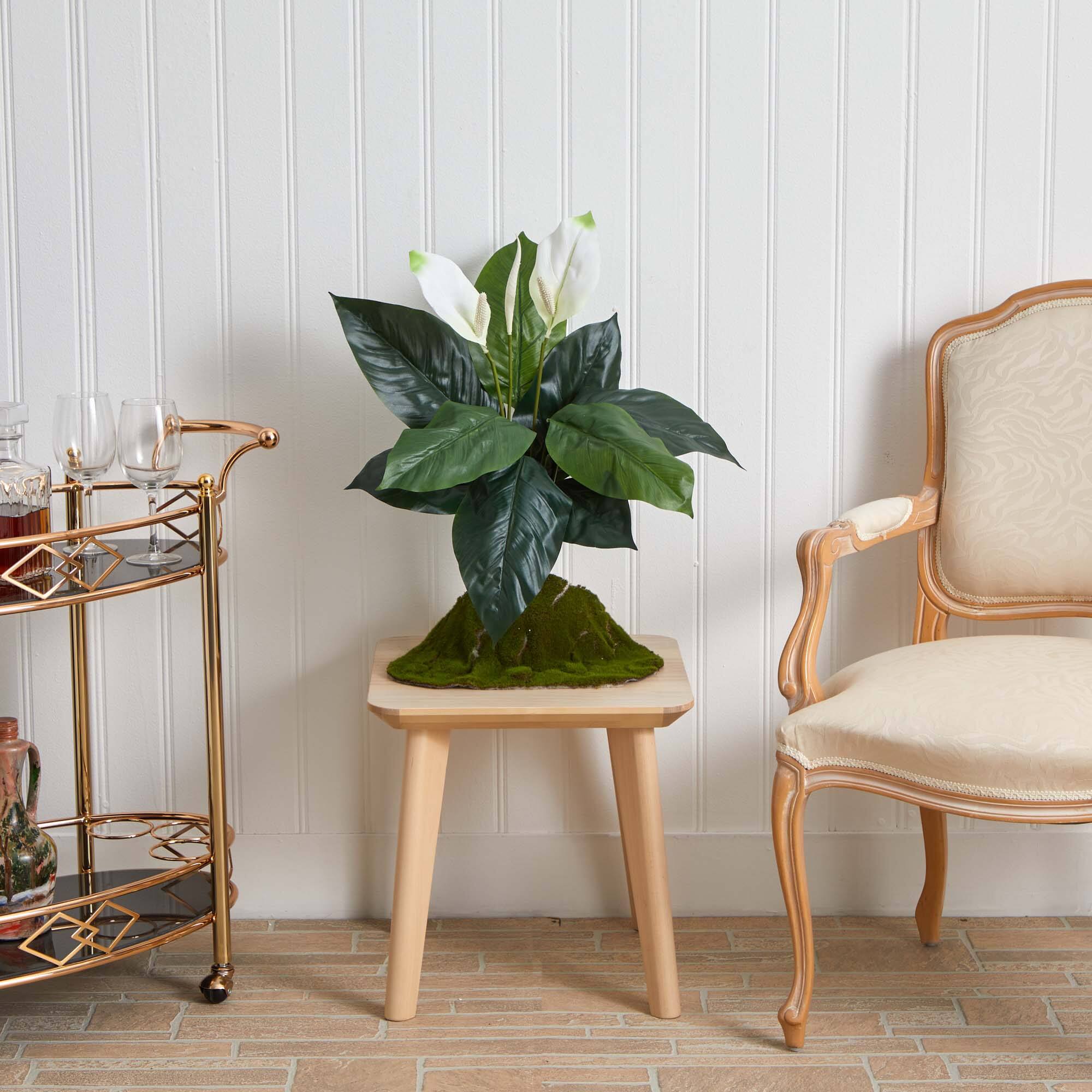 White Peace Lily Plant, 3ct.